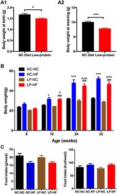 Long-Term Effects of Maternal Low-Protein Diet and Post-weaning High-Fat Feeding on Glucose Metabolism and Hypothalamic POMC Promoter Methylation in Offspring Mice